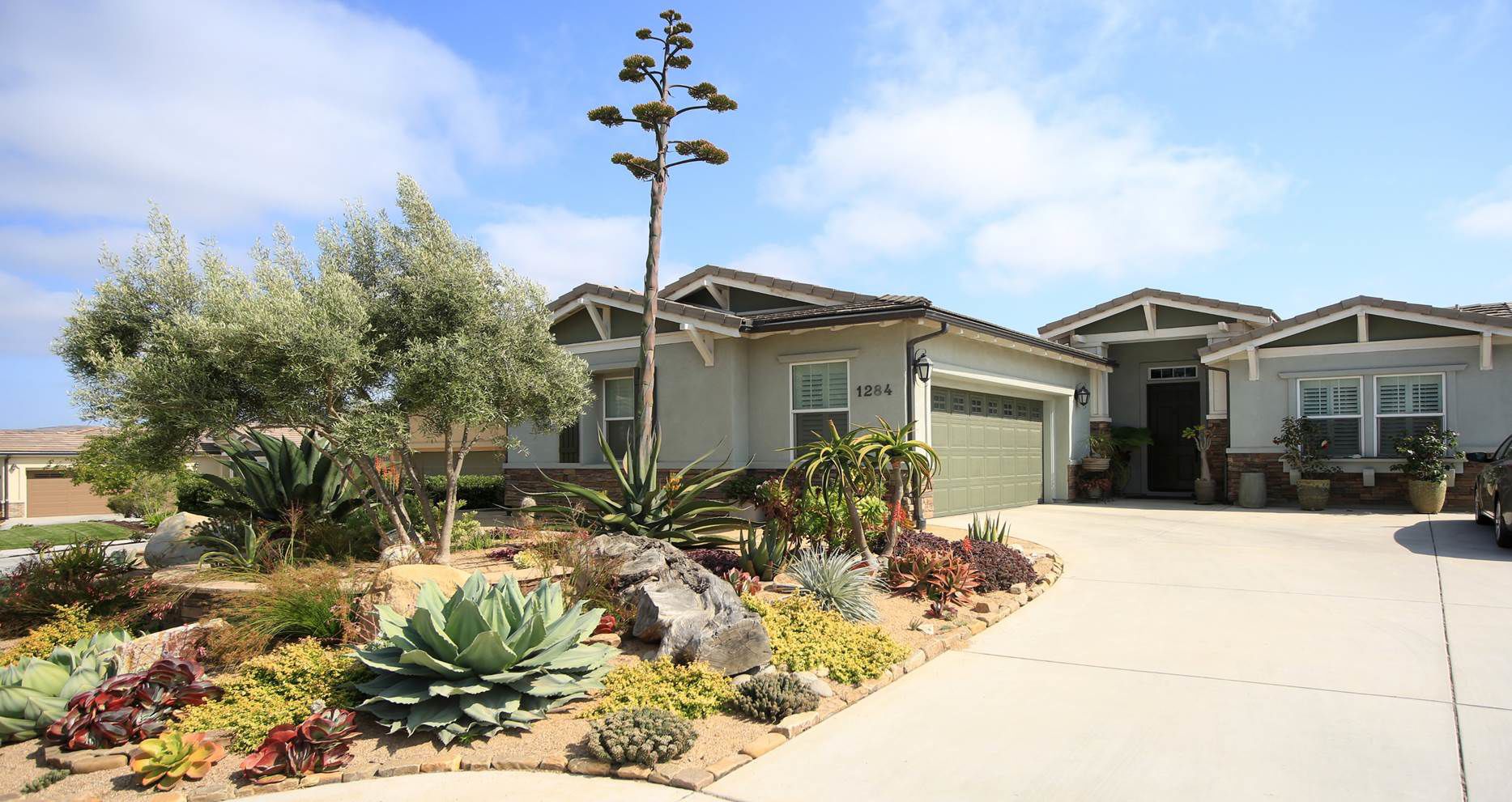 drought tolerant